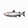 SonicFrontiers Fish-o-pedia 11.png