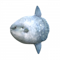 SonicFrontiers Fish-o-pedia 23.png