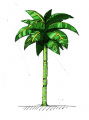 Needlemouse palmtree.jpg